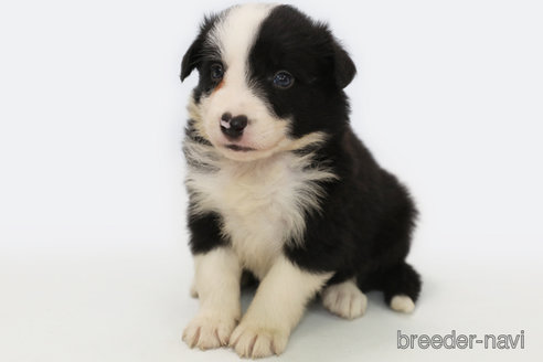 成約済の神奈川県のボーダーコリー-327518の3枚目